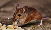 24 Hour & Emergency Exterminators in Carlisle, PA